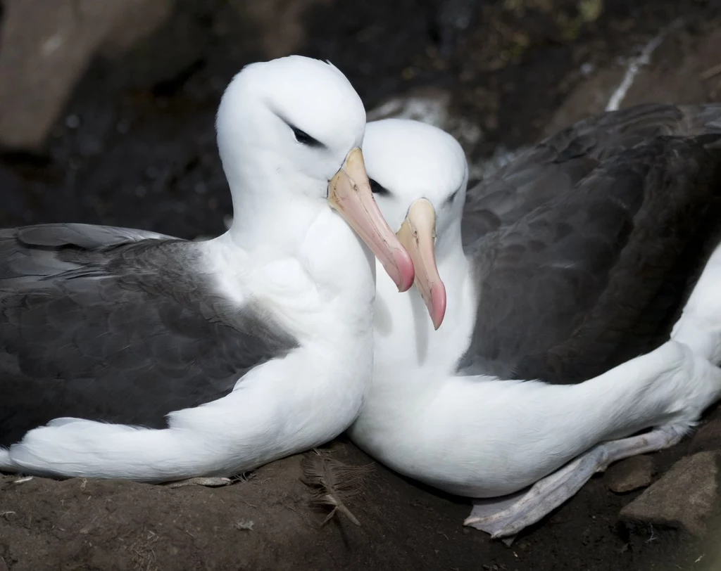 Albatrosy łączą się w pary na całe życie
