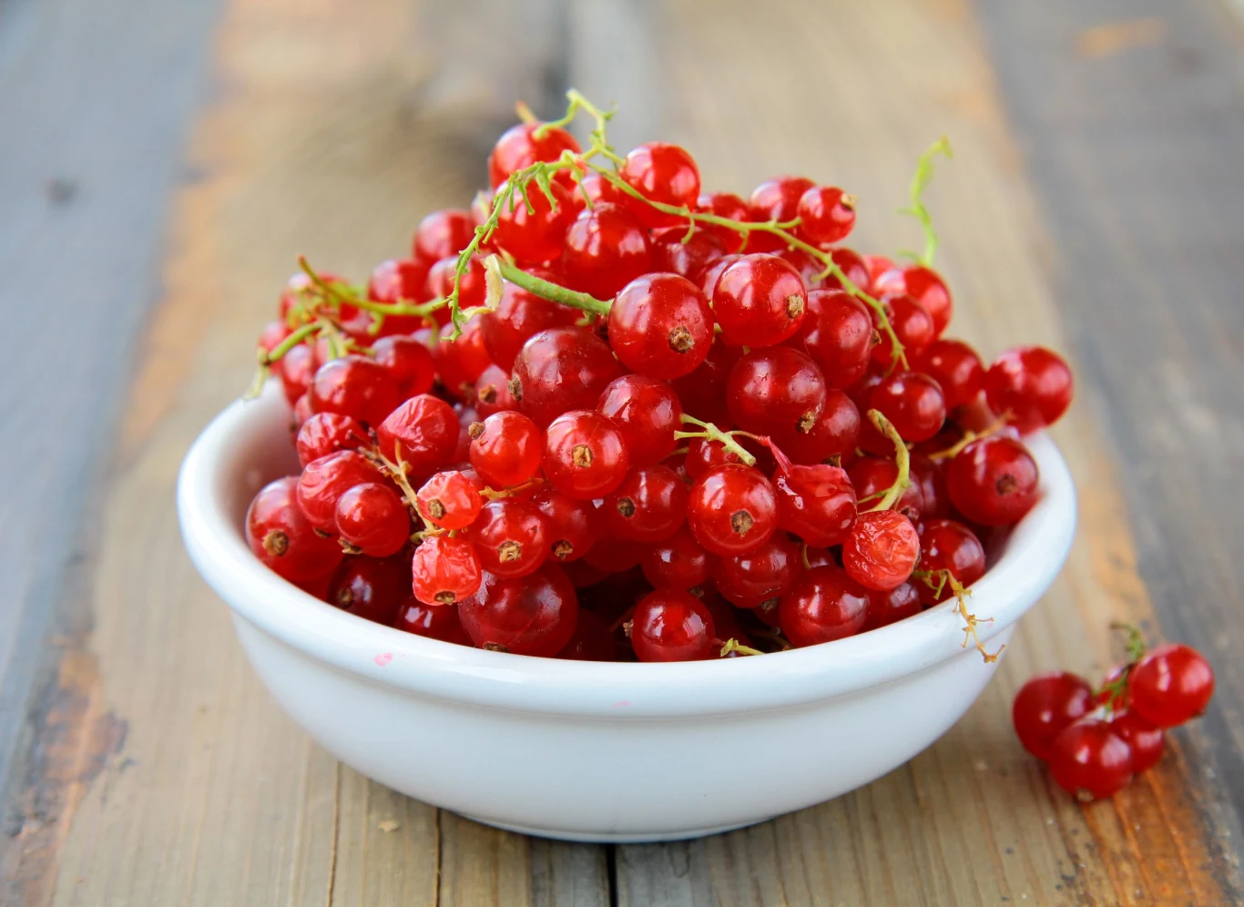 Czerwona porzeczka to bogactwo witaminy C Czerwona porzeczka to bogactwo witaminy C