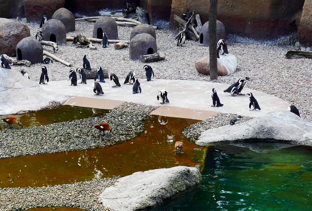 Pingwiny we wrocławskim Afrykarium