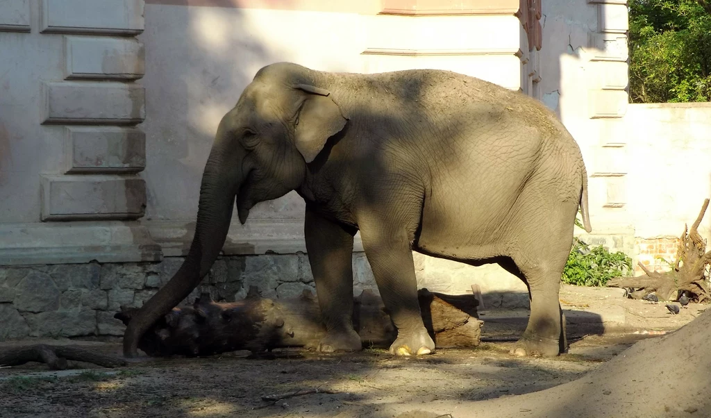 Słonica Birma z wrocławskiego zoo