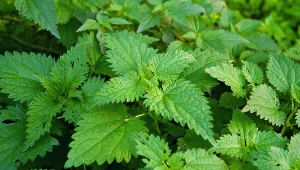 Stosowana regularnie, szybko poprawi obraz krwi