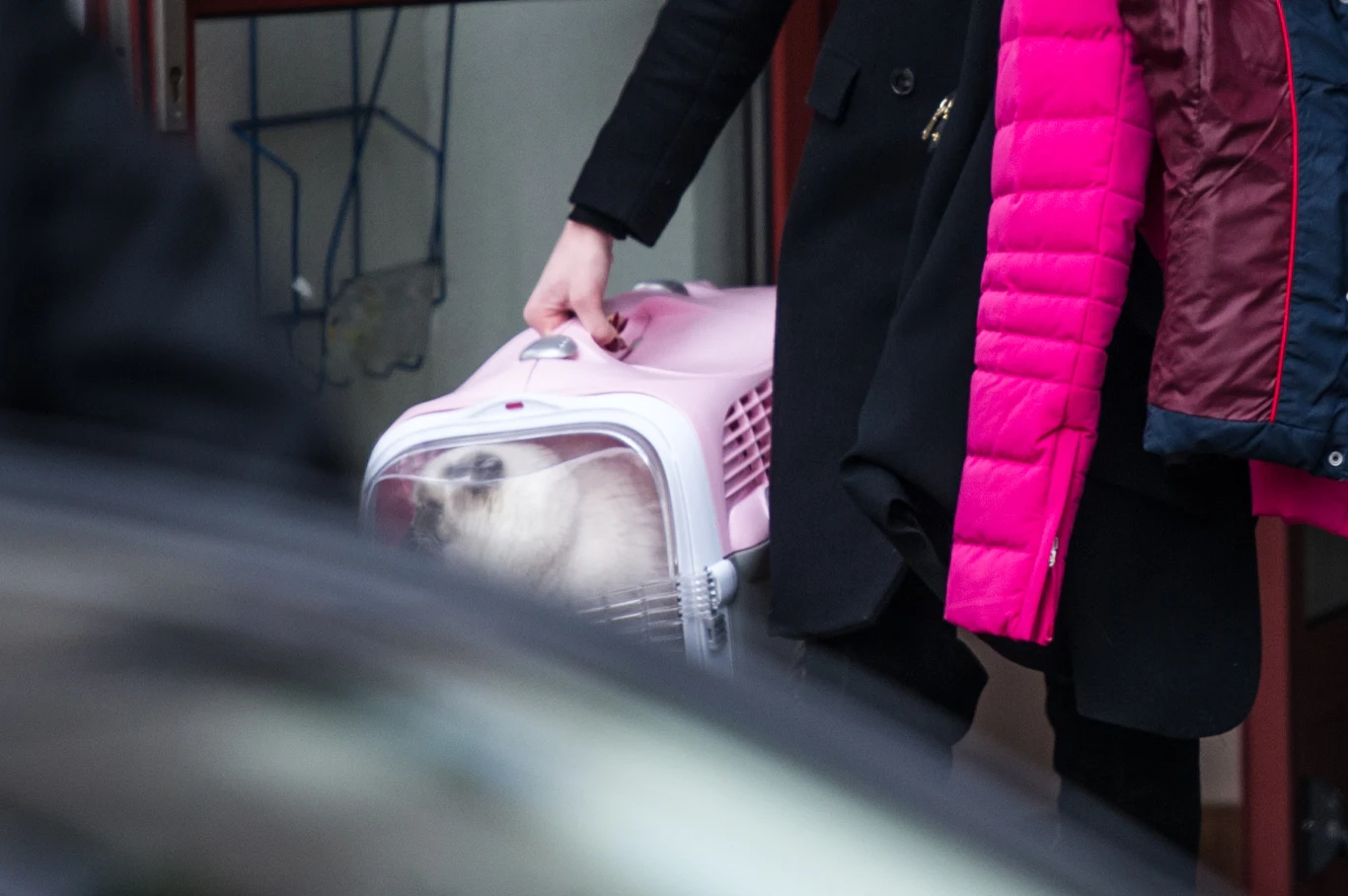 Kotka Cinka Kingi Dudy 