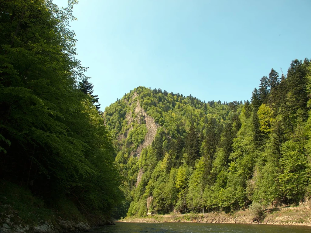 W lasach w dolinie Dunajca jest raj dla grzybiarzy