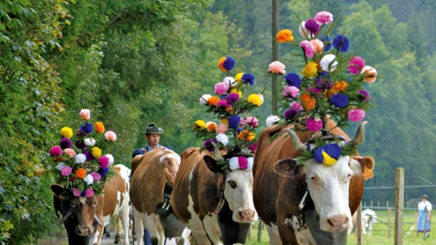 Symbol zakończenia lata: przemarsz krów z letnich pastwisk, Charmey niedaleko Gruyere.