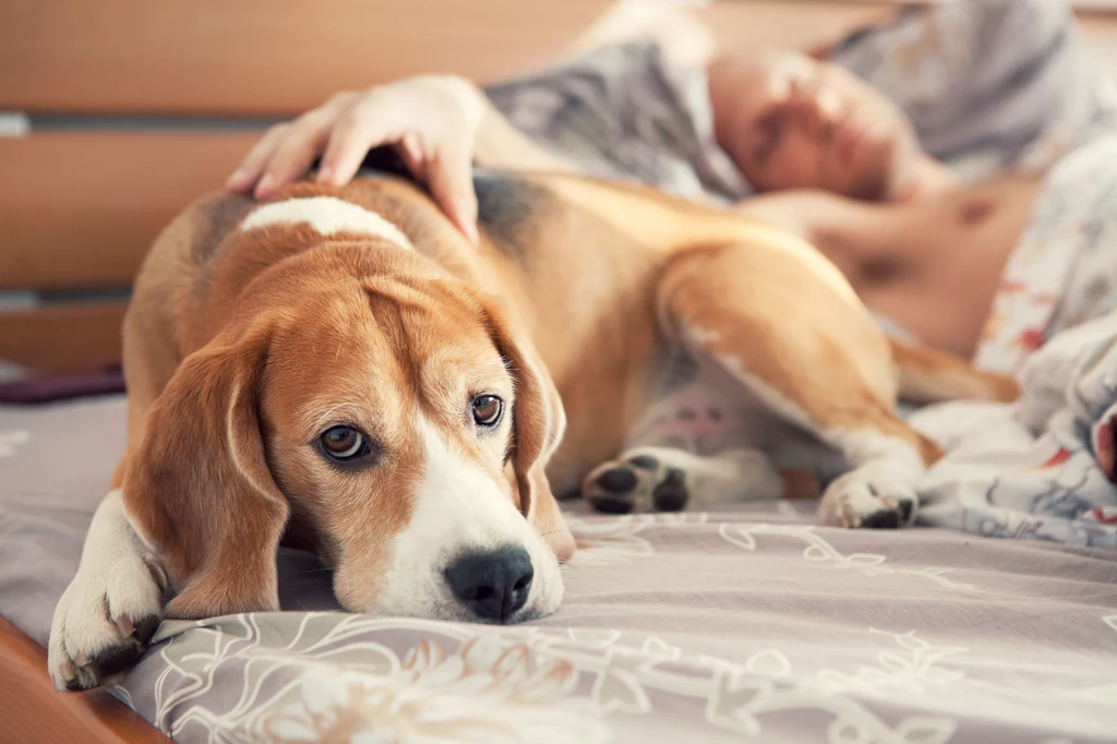Jeśli chcesz rzeczywiście lepiej spać, raczej nie wpuszczaj psa do łóżka