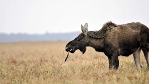 Ile jest parków narodowych w Polsce? Który największy, który najstarszy