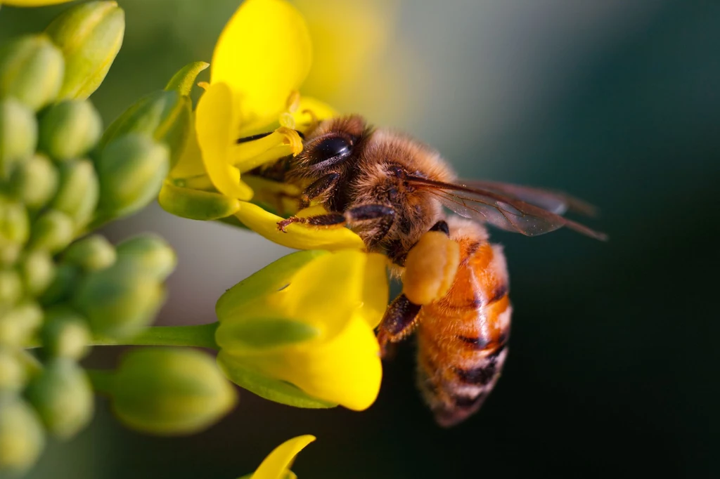 Kluczowe znaczenie dla wielkości upraw będzie miała populacja i różnorodność pszczół