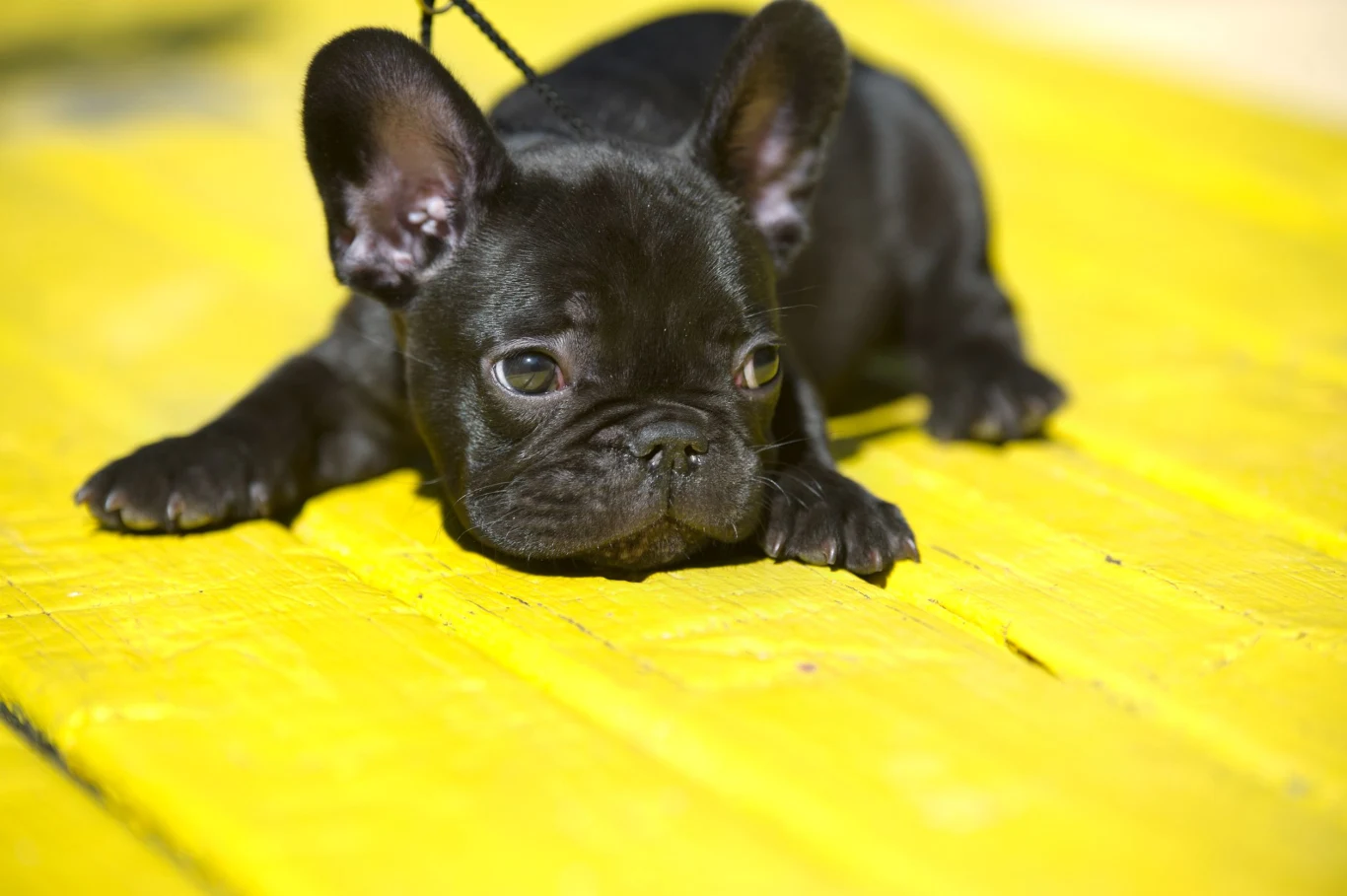 piesek szczeniak piesek szczeniak