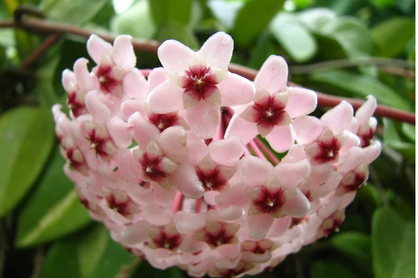 Hoja często nazywana jest "rośliną biedy" Hoja często nazywana jest "rośliną biedy"