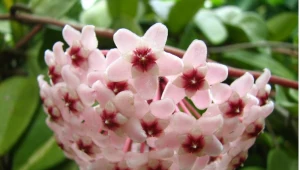 Tej rośliny nie trzymaj w domu i nie wręczaj w prezencie. Pech i konflikty gwarantowane