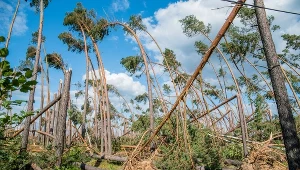 Powalone drzewa w Suszku