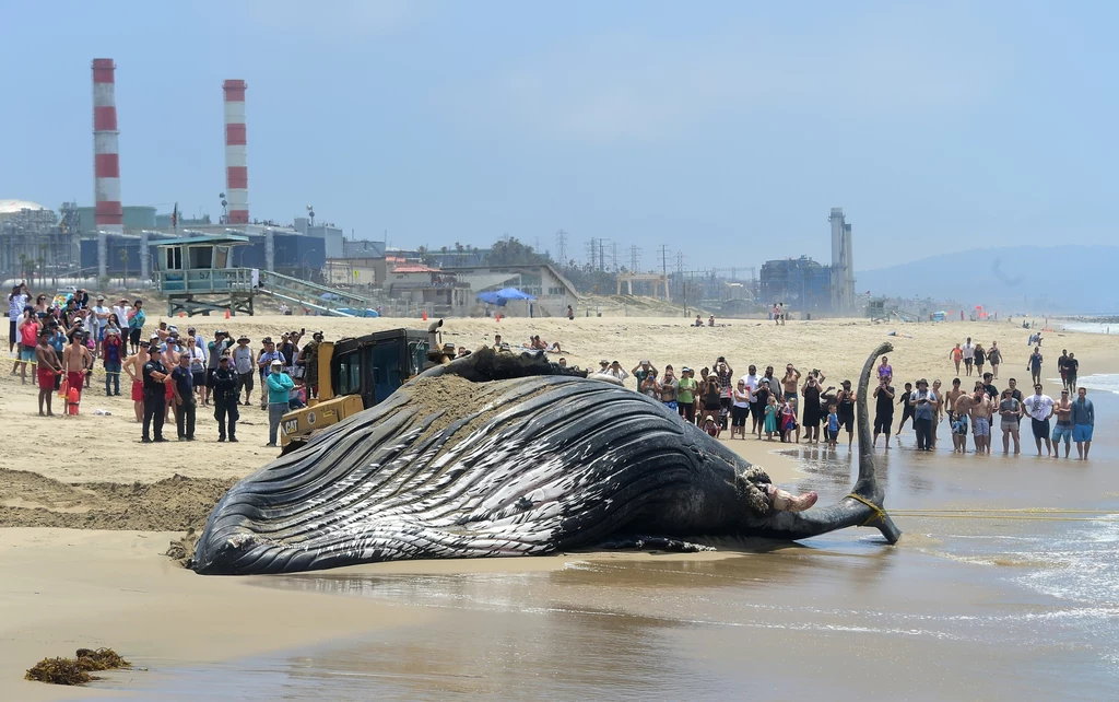 Fotografia wykonana rok temu na jednej z kalifornijskich plaż