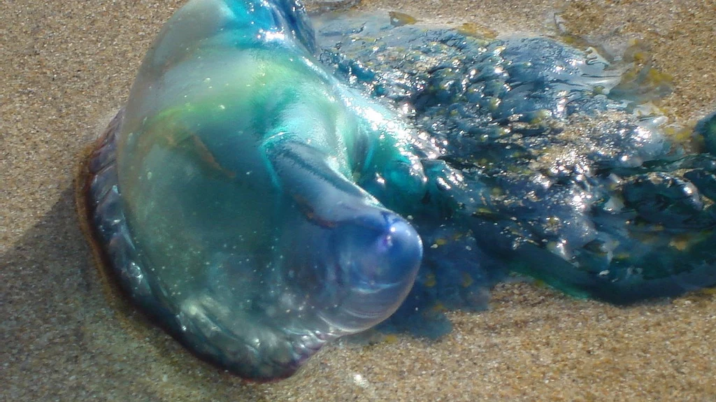 Physalia physalis, czyli niezwykle niebezpieczny morski stwór pojawił się na walijskiej plaży