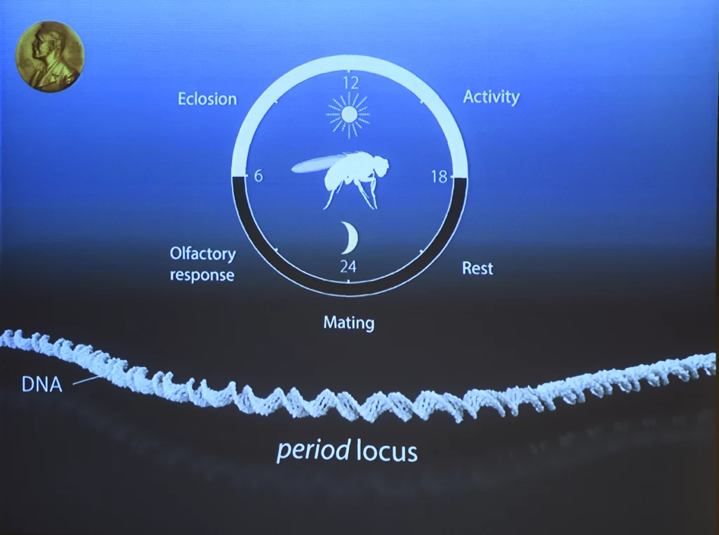 Slajd prezentujący locus genu period odpowiedzialnego za cykl dobowy u muszki owocowej