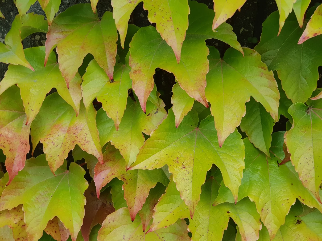 Zdjęcie wykonane Samsungiem Galaxy Note8 Zdjęcie wykonane Samsungiem Galaxy Note8