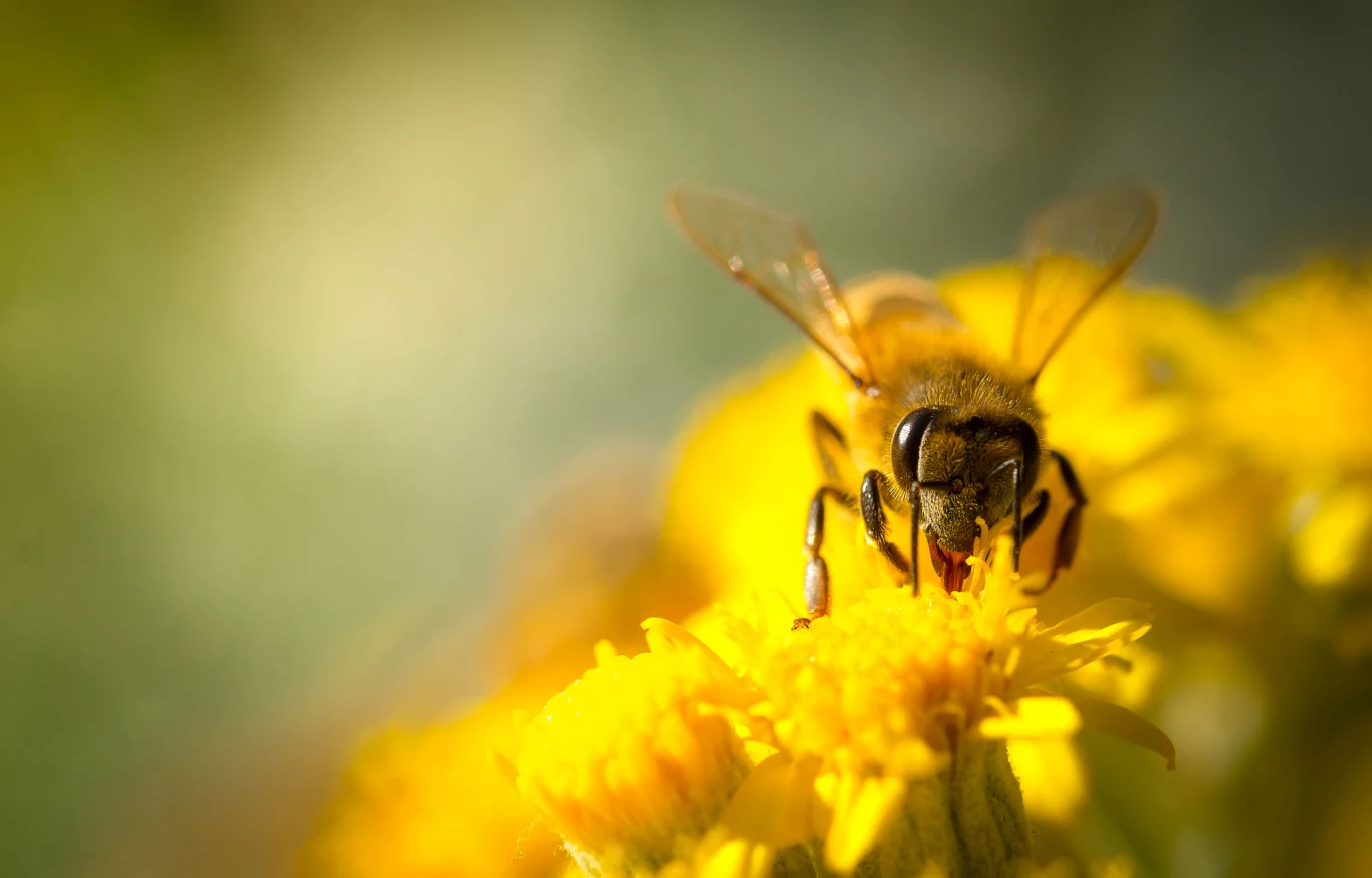 Spośród 470 gatunków owadów zapylających aż 222 są zagrożone wyginięciem! Spośród 470 gatunków owadów zapylających aż 222 są zagrożone wyginięciem!