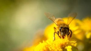 ​Kanada ogranicza używanie "zabójców pszczół"