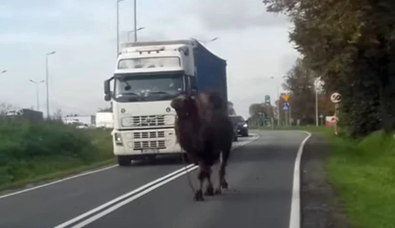 Wielbłąd uciekł z cyrku Wielbłąd uciekł z cyrku