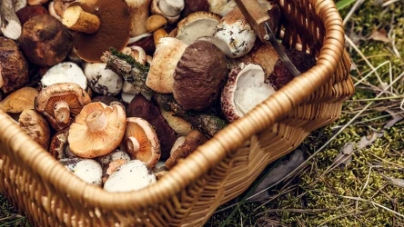 Gdzie można znaleźć grzyby późną wiosną? 