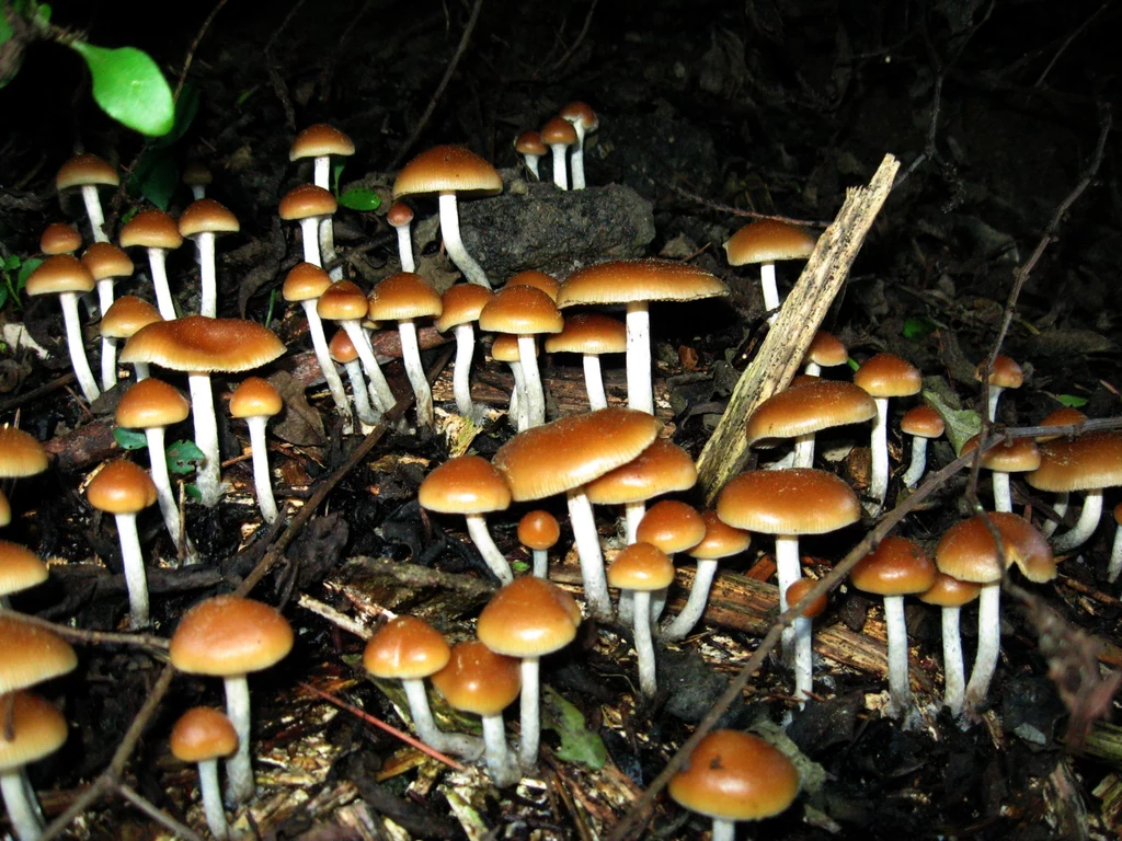 Jeden z gatunków grzybów psylocybinowych - Psilocybe allenii