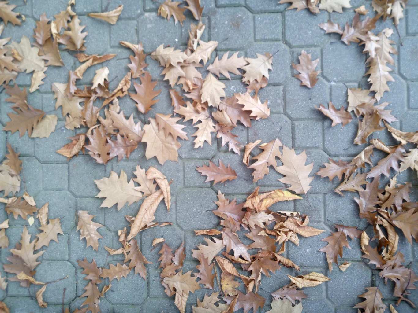 Zdjęcie wykonane smartfonem Doogee Mix 