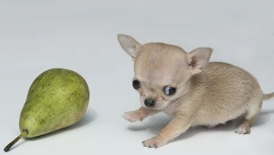 Miniaturowy piesek rasy chihuahua o imieniu Toudi 