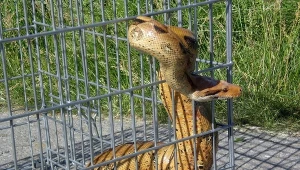 Boa dusiciel (zdj. ilustracyjne)