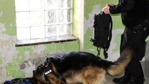 Obława zakończyła się sukcesem 