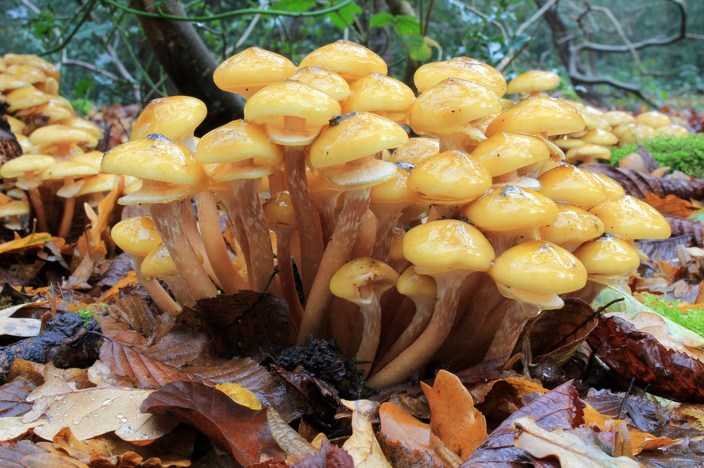 Grzyby z gatunku Armillaria