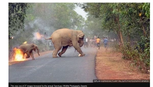 Nagrodzona fotografia