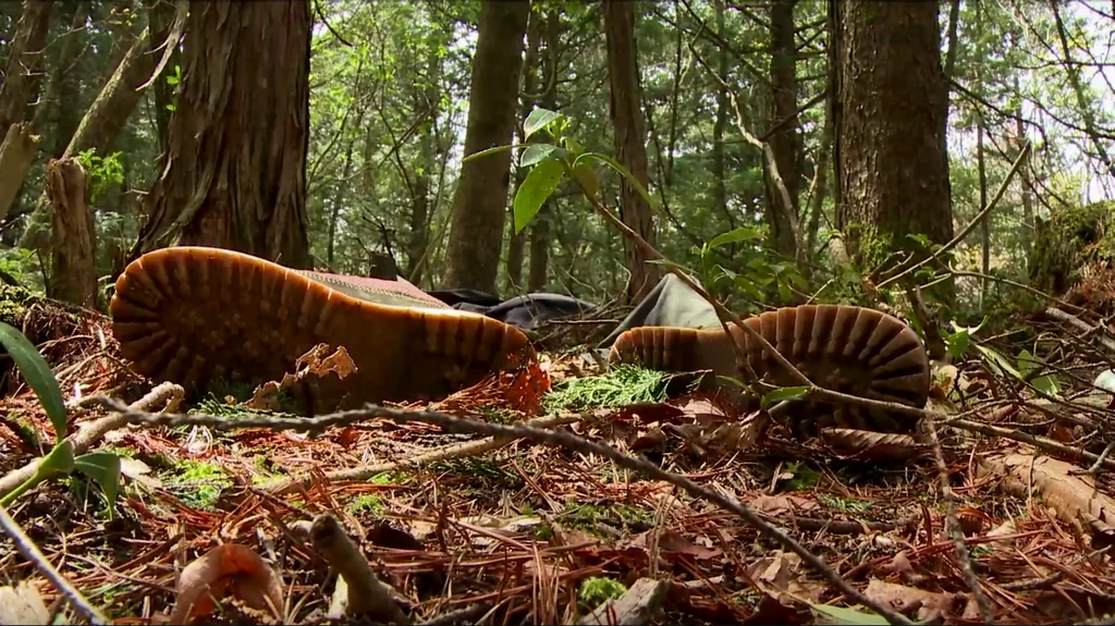 Aokigahara jest jednym z najbardziej przerażających miejsc na świecie