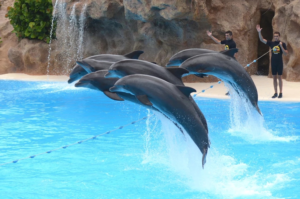 Jedną z atrakcji rozległego Loro Parque w Puerto de la Cruz jest pokaz tresury delfinów