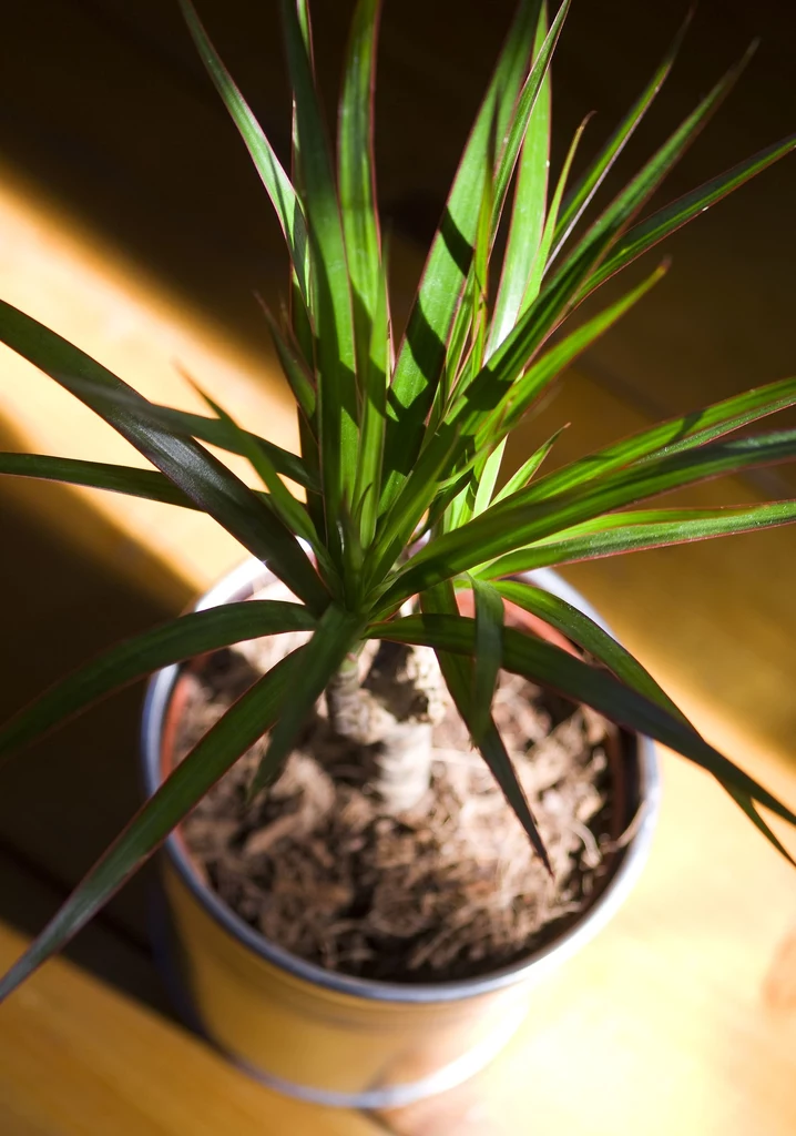 Dracena poradzi sobie z przefiltrowaniem większości toksyn ze środków czyszczących i kosmetyków