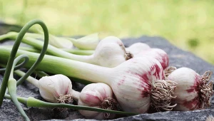 Czosnek jest naturalnym antybiotykiem