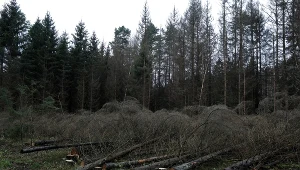 Ścięte świerki przy drodze do "Miejsca Mocy"w  Puszczy Białowieskiej