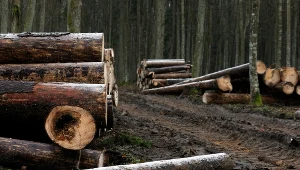 Zawiadomienie o podejrzeniu popełnienia przestępstwa przez szefa resortu środowiska skierowała do Prokuratora Generalnego posłanka PO Gabriela Lenartowicz