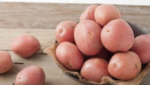 Najskuteczniejsze są gatunki ziemniaków o czerwonej skórce