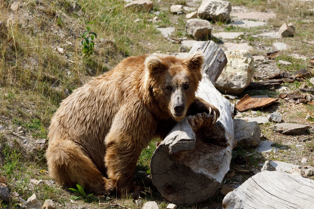 Bardzo często Yeti jest mylony z niedźwiedziem himalajskim