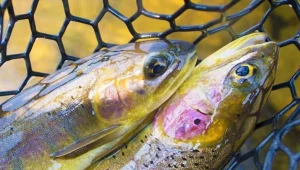 Ultimate Fishing Simulator