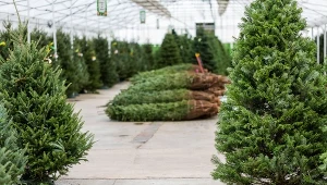 Leśnicy sprzedają choinki. Biedronka ma powody do obaw