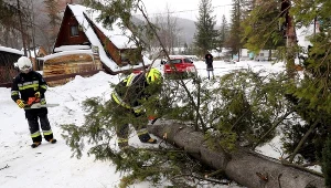Wiatr łamał drzewa również w Zakopanem