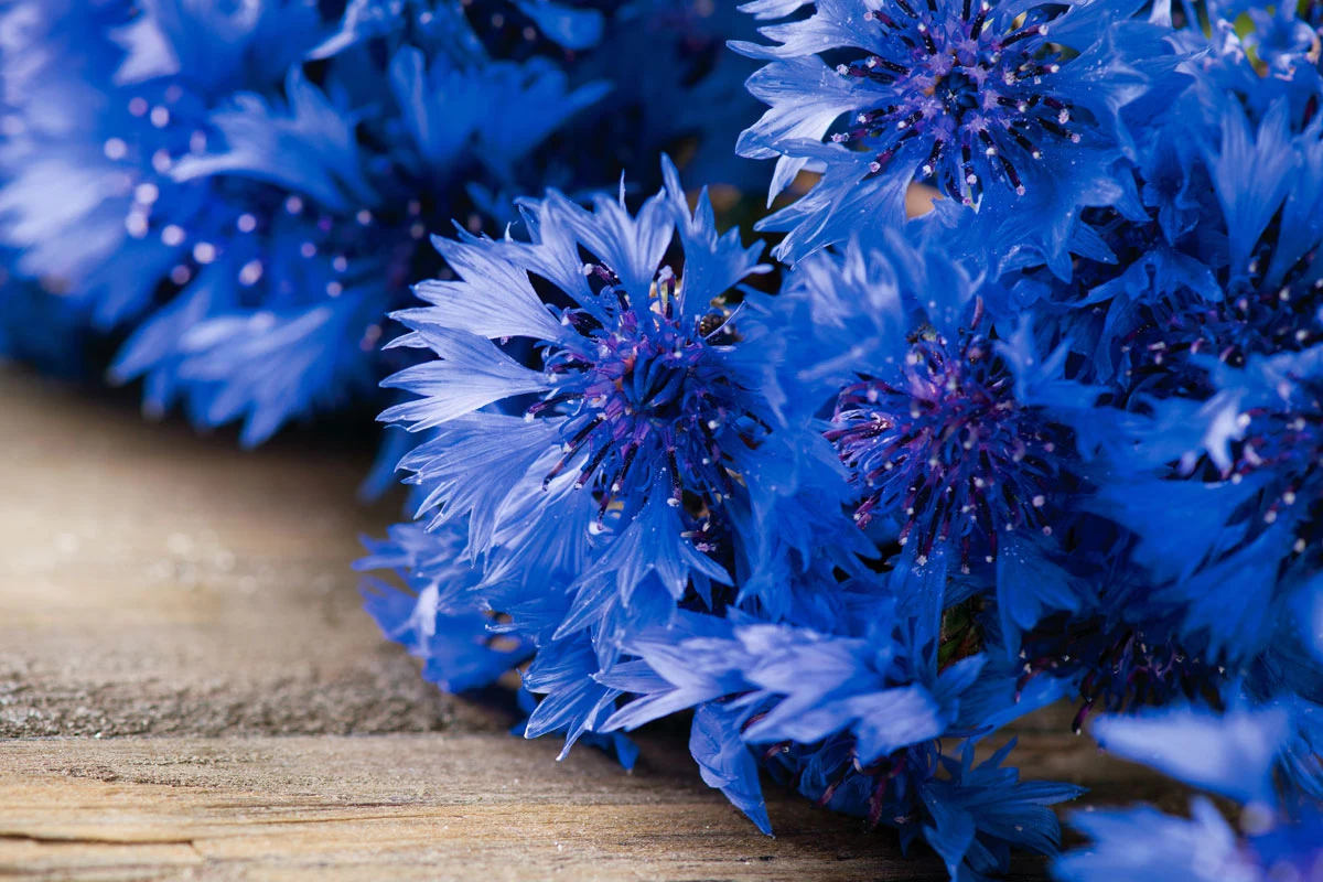 Leczy zapalenie spojówek Leczy zapalenie spojówek