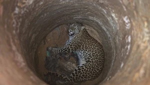 Samica lamparta wpadła do pustej studni