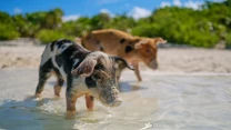 Świnki z Pig Beach świetnie pływają i w poszukiwaniu pożywienia w oceanie potrafią odpłynąć kilkaset metrów od brzegu.