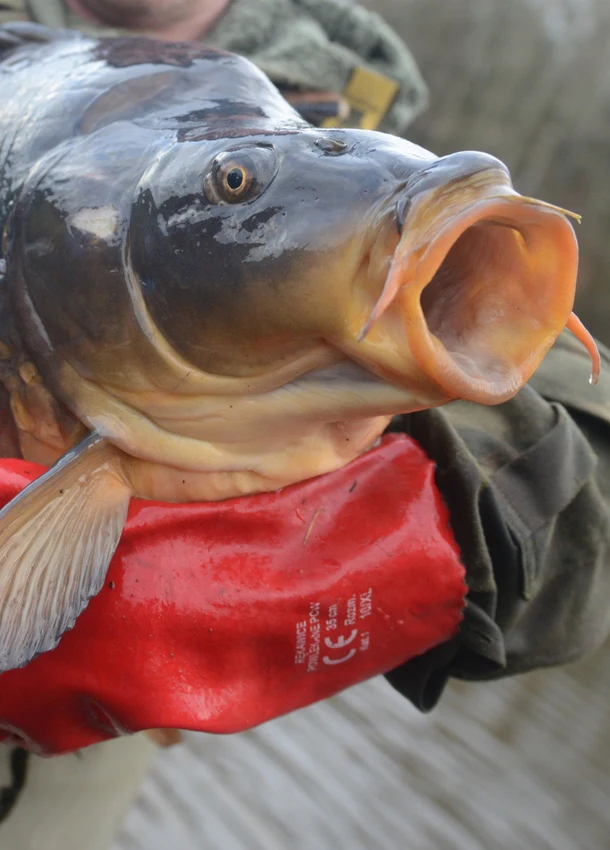 Karp Karp