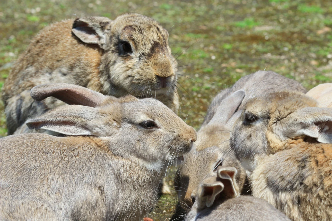 Króliki sprowadzono do Australii dla rozrywki. 