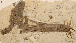 Czaszka Guidraco venator