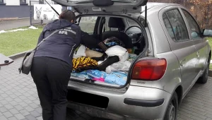 Na szczęście życiu psa nic nie zagraża