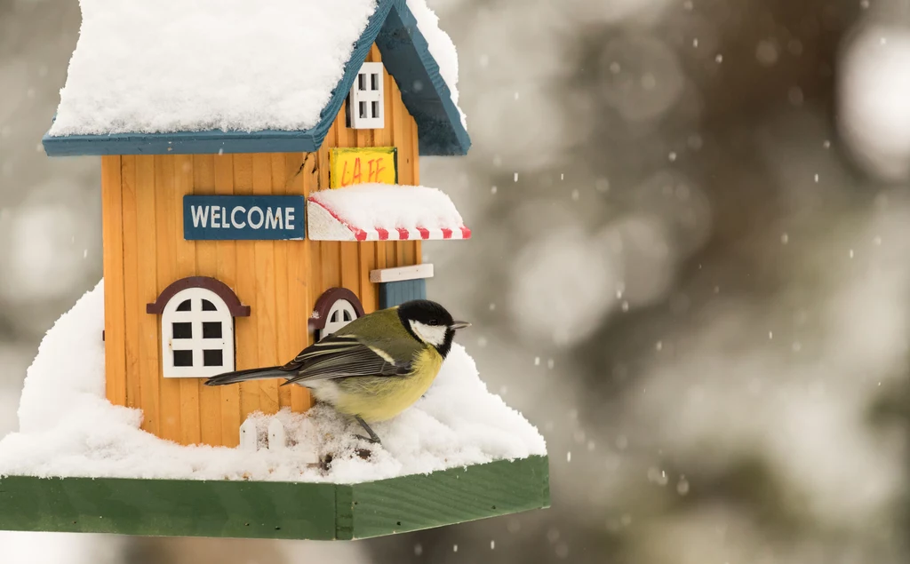 Sprawdź, jak rozsądnie dokarmiać ptaki zimą