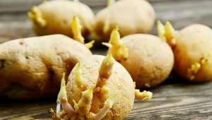 Wrzuć to do ziemniaków, a nie zakiełkują przez całą zimę. Ten sposób zdradziła mi babcia